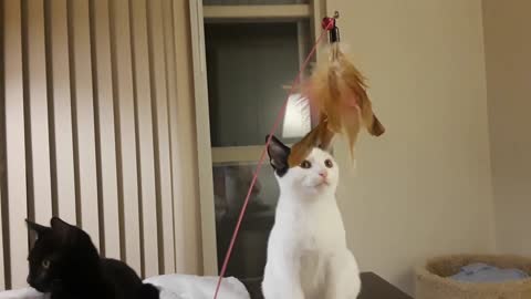 Three Cats Playing