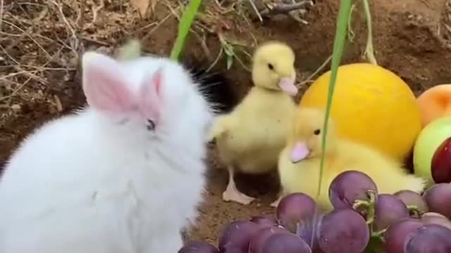 🐰animais engraçados vejam que eles fizeram 🐇 😍😍