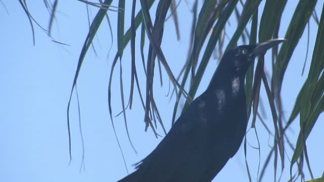 Great-Tailed Grackle Calling