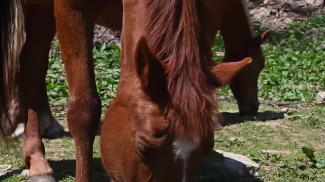 HORSE PLAYING WITH THE BALL