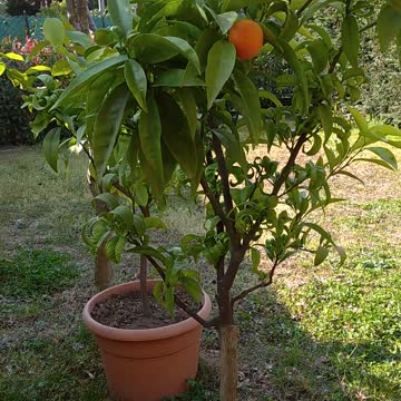 Look at what I found in my backyard! Surprise!