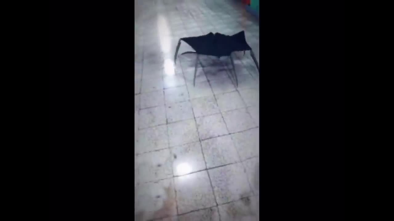 Umbrella spider with sound