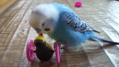 The parrot who likes toys