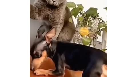 Cat and dog comedy