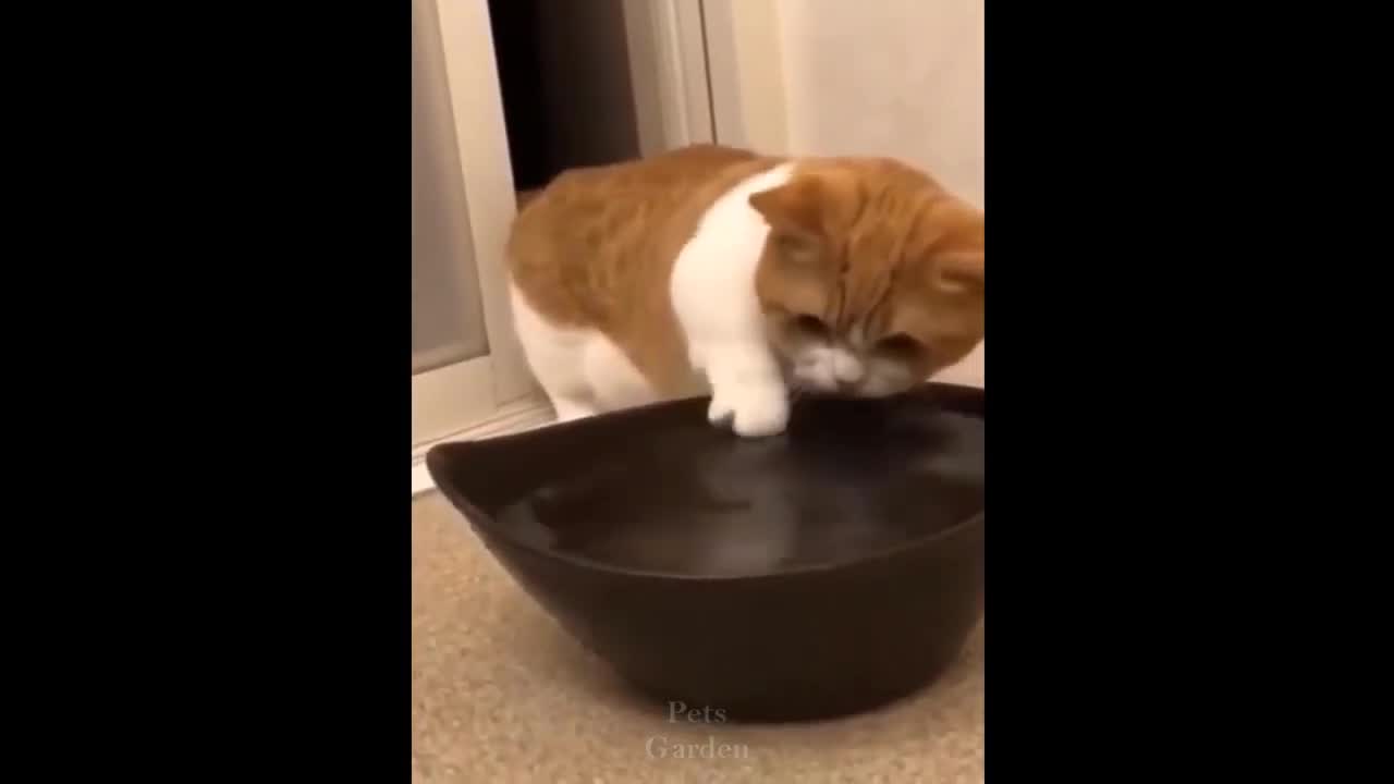 OMG só CUT cats ❤️😍 best funny cat vídeos 2021