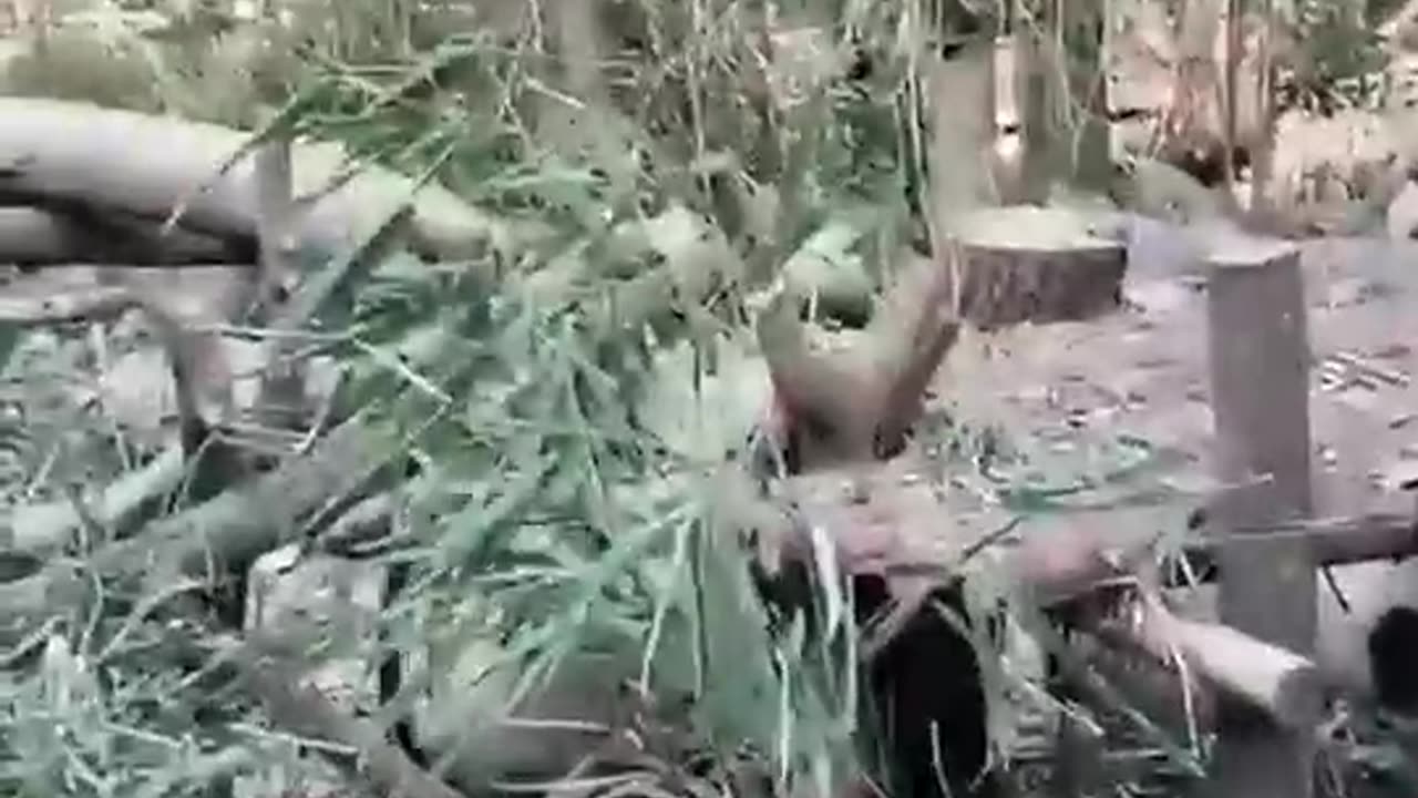 Pandas funny videos