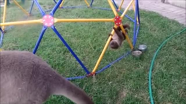 Baby Sloths meet their big brother Kangaroo with immense love.