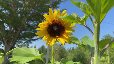 Sunflower Plant