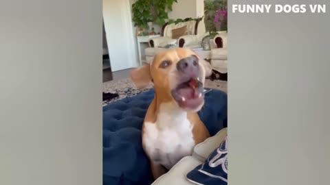 FUNNY DOG VIDEO_____________VERY FUNNY DOG