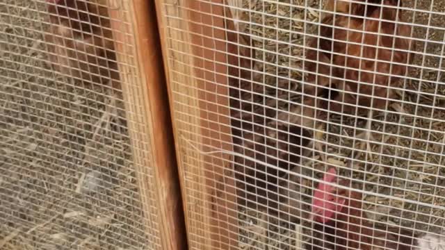 Chickens, Kittens, and Pigs, Oh my!