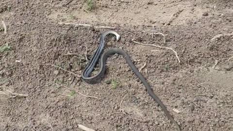 Snake pretends to be dead to be released