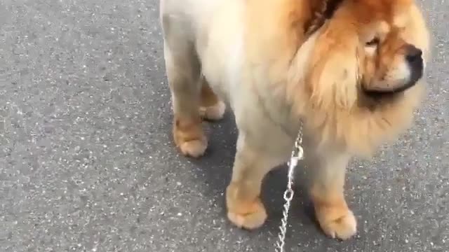 dog like a lion