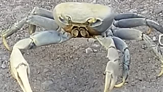 funy crab