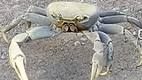 funy crab