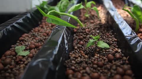 Construct a simple hydroponics system.