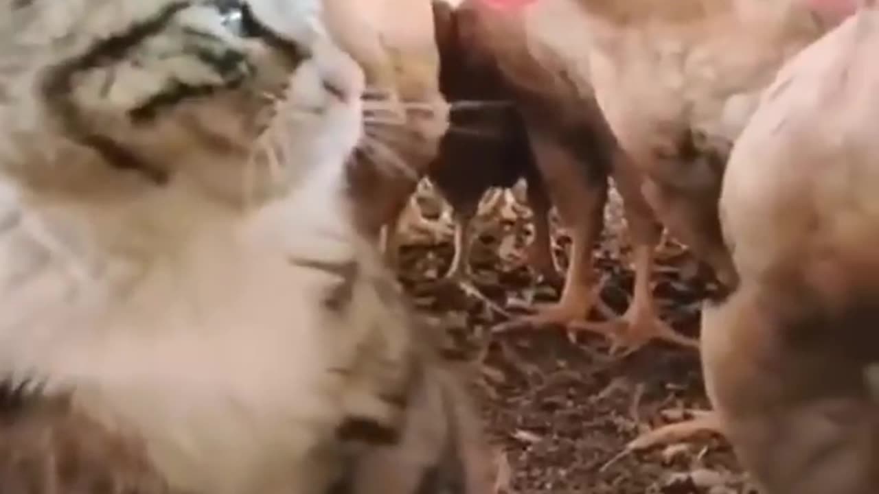 Funny animals video