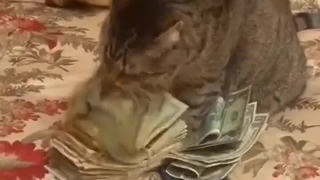 Now the cat is just crazy about money.