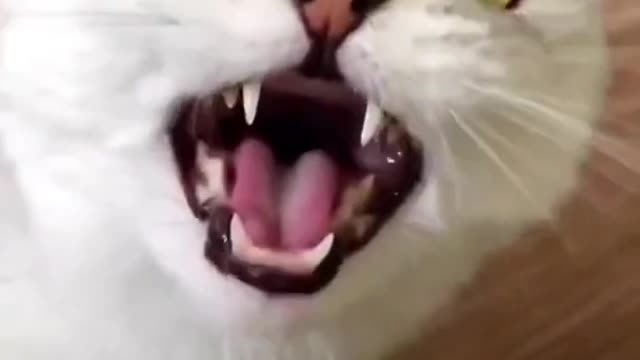 Funny Cat AaAaAaAaAaAaAa.....