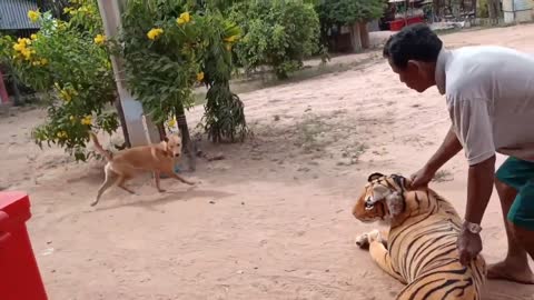 Fake Tiger Prank Dog and How can I Stop laugh Funny 2021