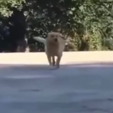 Cutest sketches 2021 Kittens and Puppies