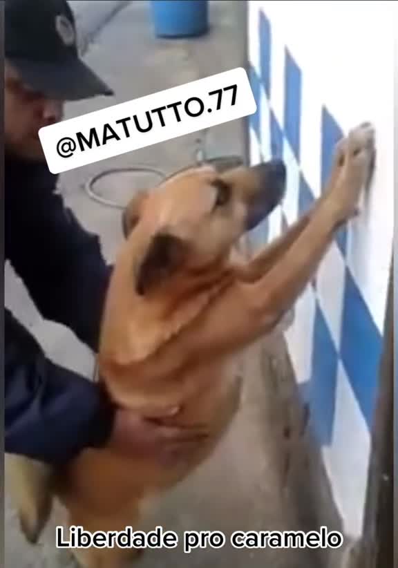 caramel dog gang... it's not always that it manages to escape us