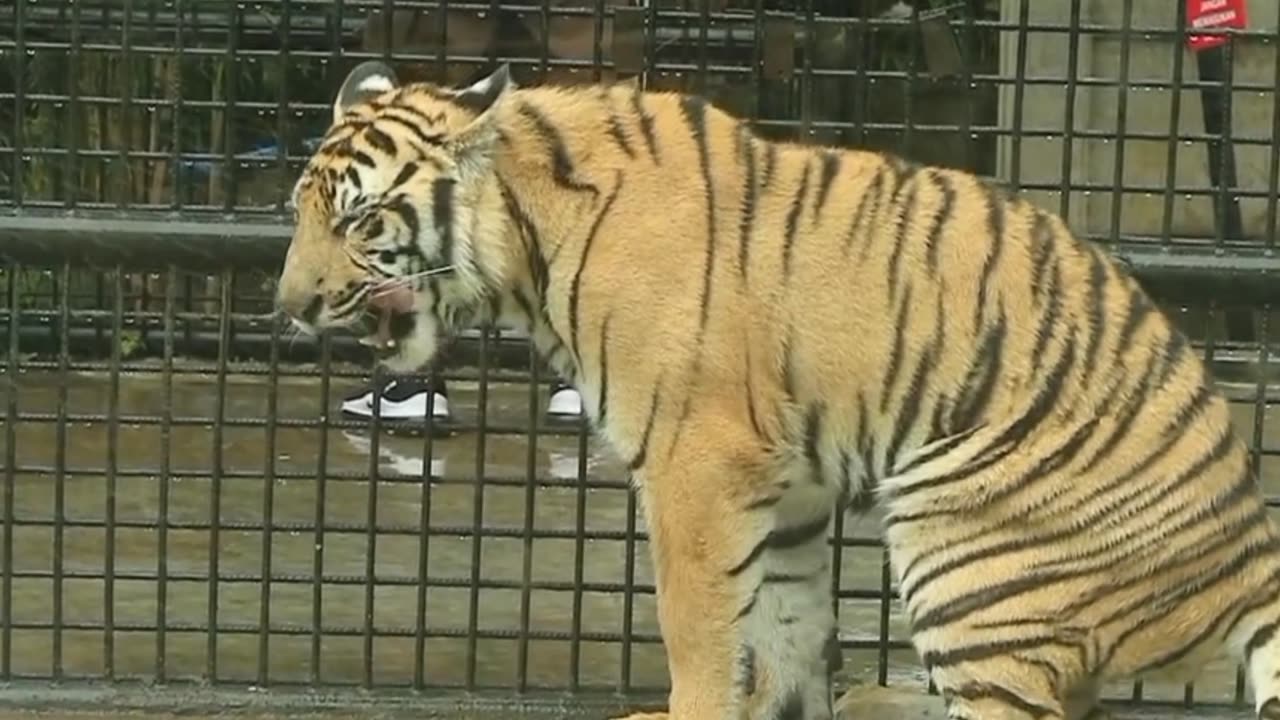 when the Sumatran tiger roars