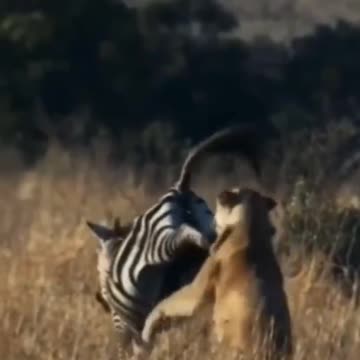 Incredible zebra almost knocks out lioness.