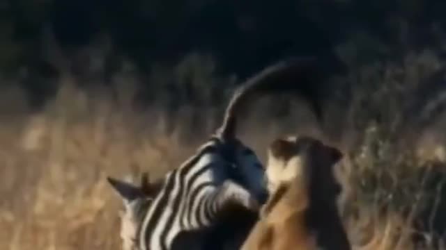 Incredible zebra almost knocks out lioness.