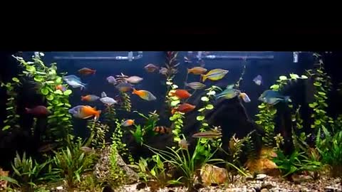 120 Gallon Rainbow Fish Planted Aquarium