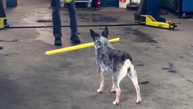 Dogs play baseball