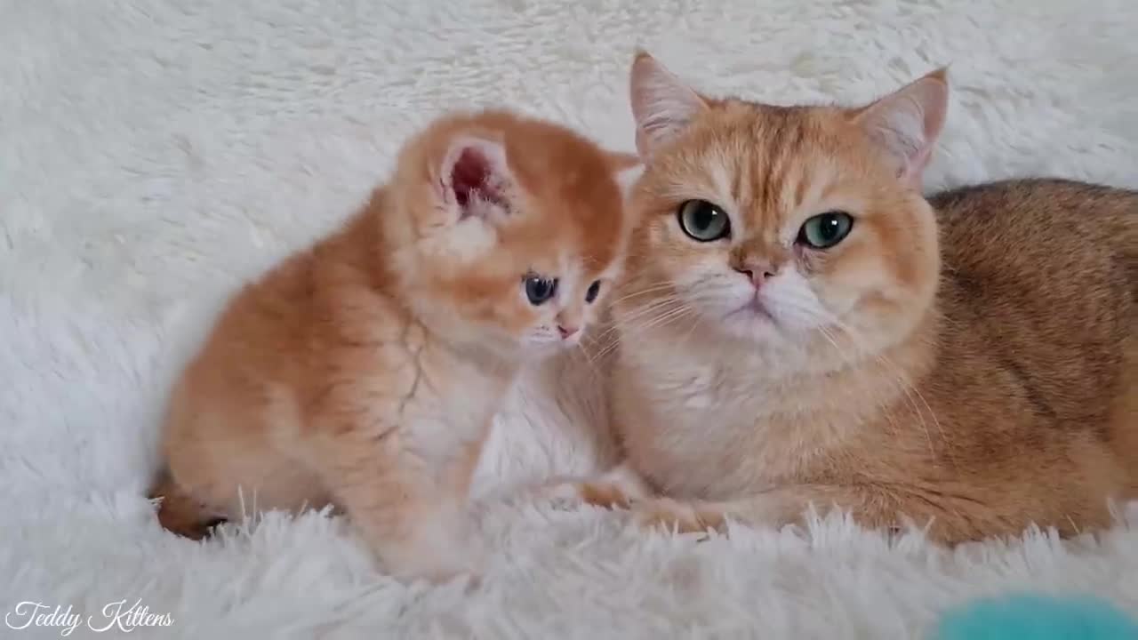 Young cat Akai meets his son for the first time