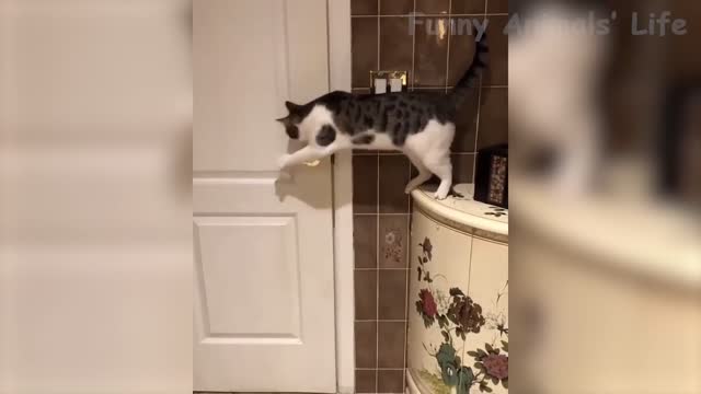 Animal Videos including cute Cats and Dogs