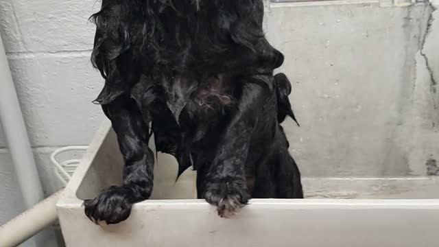 Bath done for shitzu dog.cute