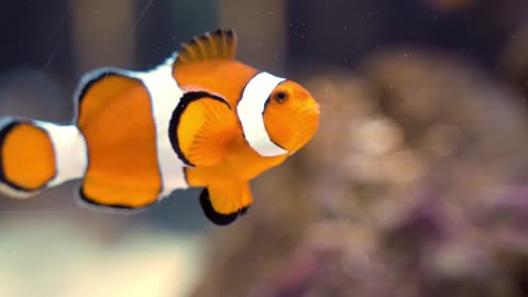 Clownin With Clownfish