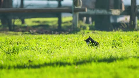 Cat in grass watching around. Long shot of black and white cat