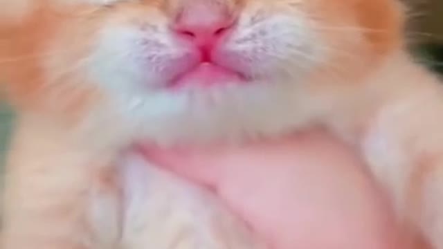 Cute Kitten Crying