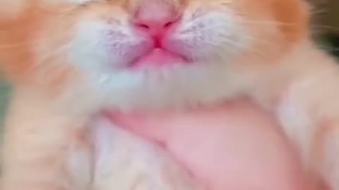 Cute Kitten Crying