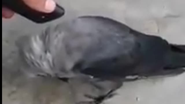 Most viral video of crow