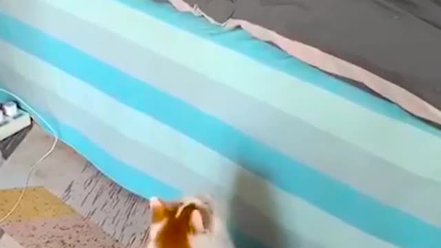 funny cat videos