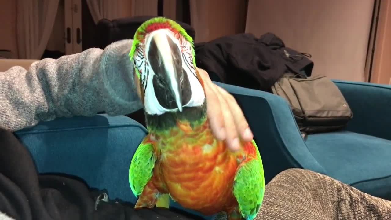 ROCKY GETTING CUDDLES| PARROT VIDEO OF THE DAY