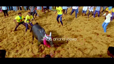 Jallikattu Traditional game in tamilnadu part-1