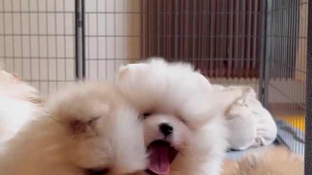 Funny puppy moments.