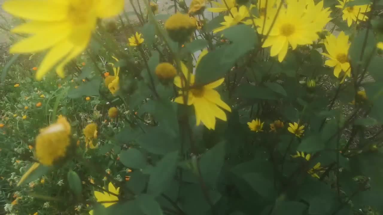 beautiful flower