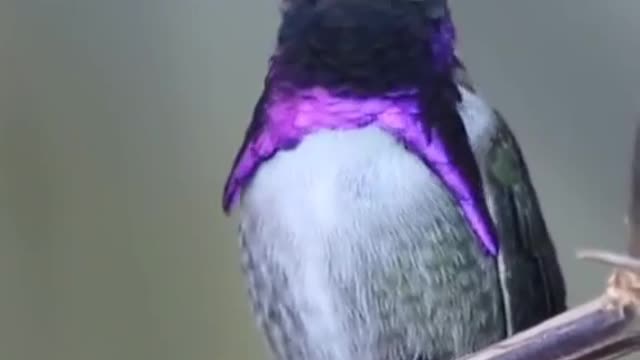 What kind of bird is this