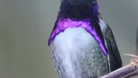 What kind of bird is this