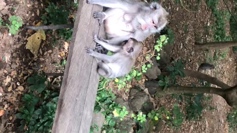 Protective Mother Monkey