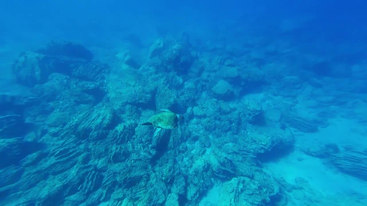 Ocean turtle 2