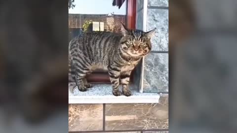 Unbelievable Cats Speaks Better English than Humans