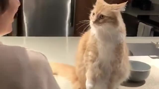 Funny Cat React to a Screaming Woman