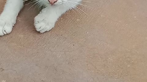 Cat have beautiful eyes
